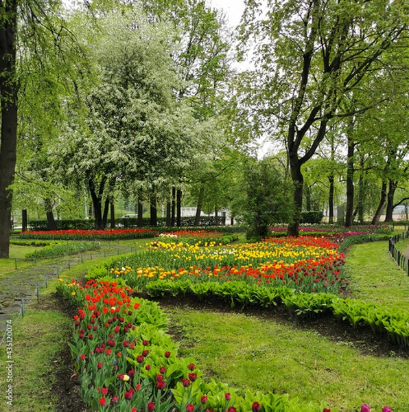 Obraz Large flower beds with colorful tulips on a spring day among trees and flowering cherry trees . The festival of tulips on Elagin Island in St. Petersburg.