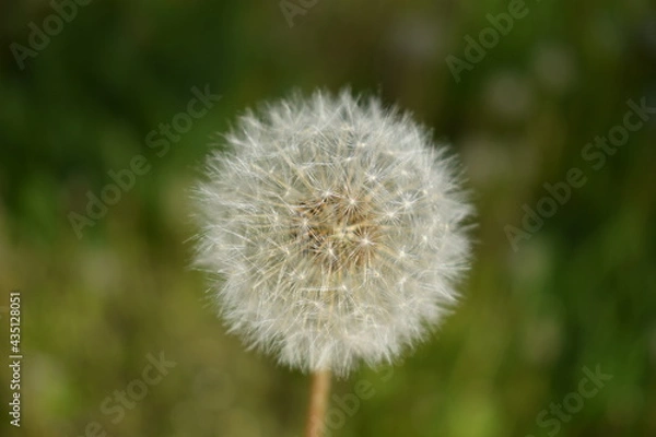 Obraz Одуванчик