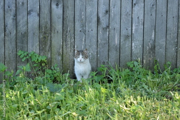 Obraz Деревенский кот