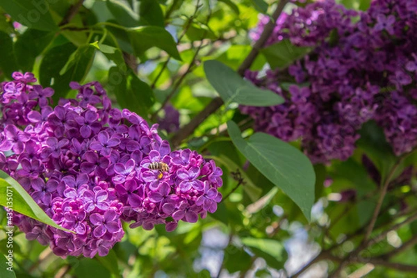 Obraz Honey bee apis mellifera on flower while collecting pollen on Purple lilac. Syringa vulgaris, the lilac or common lilac, is a species of flowering plant in the olive family Oleaceae. Copy space

