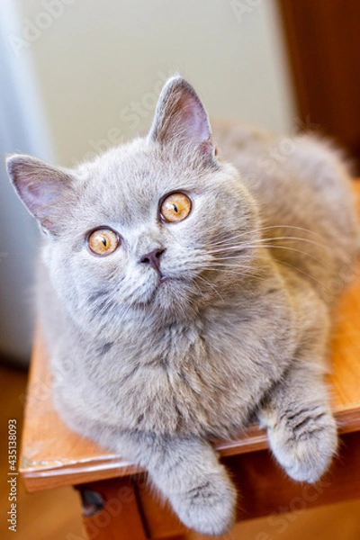 Fototapeta British young cat. Photo session.