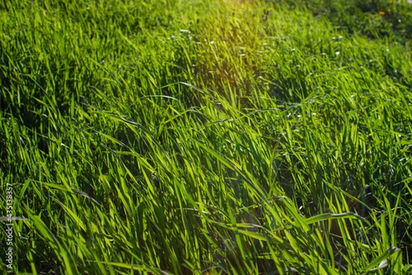 Fototapeta Spring young grass
