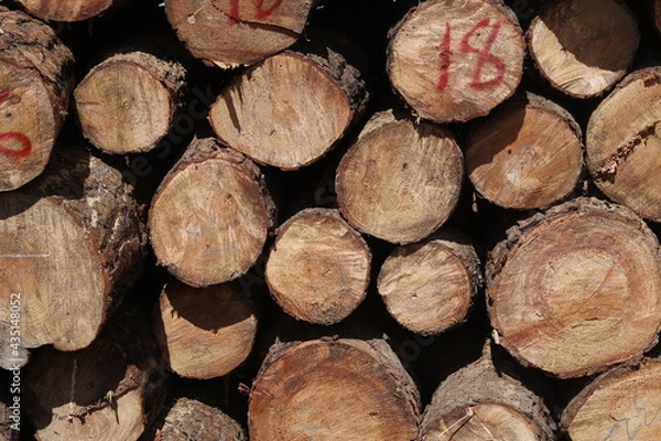 Fototapeta LOG ORDERED IN SAWMILL  2