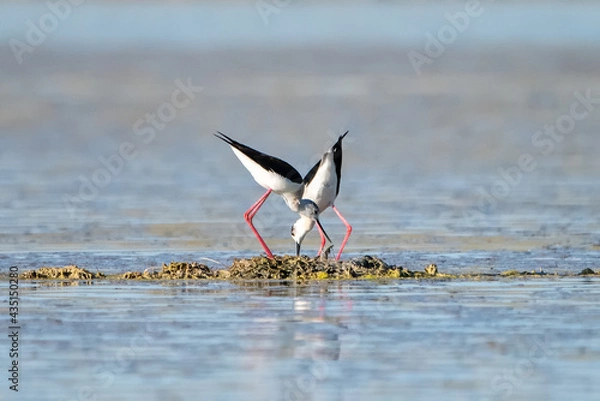 Obraz winged stilt