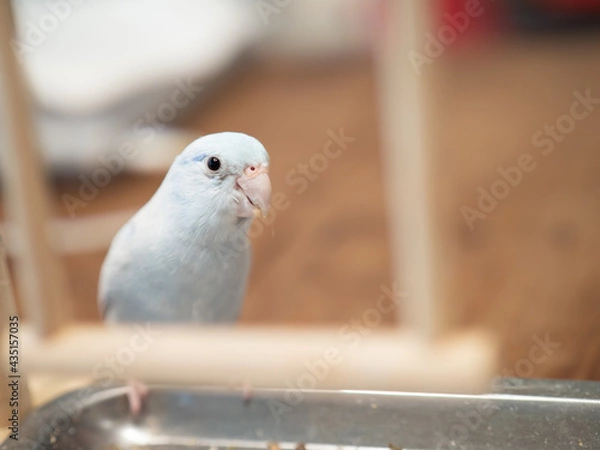 Fototapeta Selective of bird parrot parakeet forpus american white color stand on toy branch. Close Up Puppy Parrot.