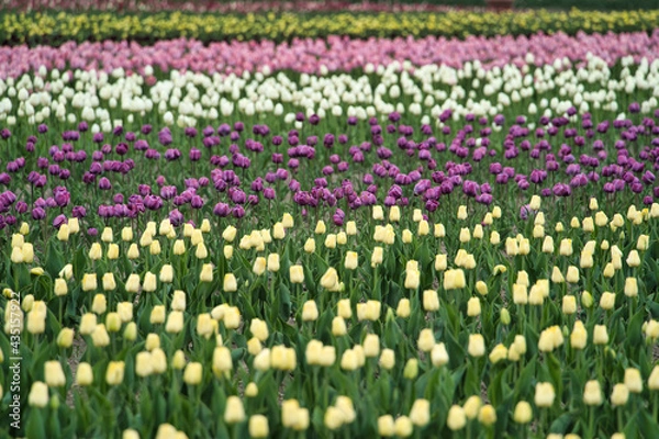 Obraz 鮮やかなチューリップ