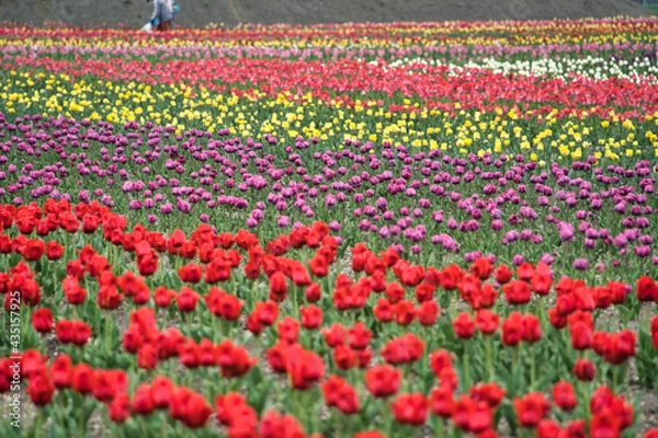 Obraz 鮮やかなチューリップ