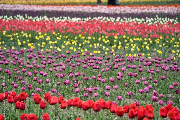 Obraz 鮮やかなチューリップ