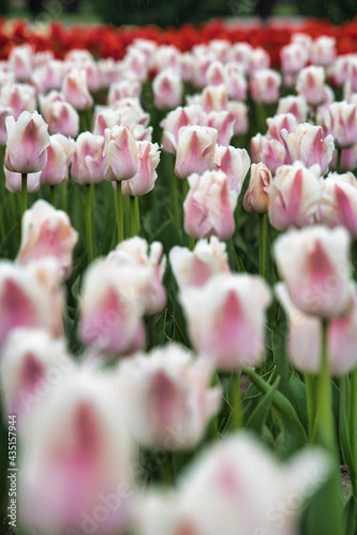 Obraz 鮮やかなチューリップ