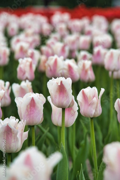 Obraz 鮮やかなチューリップ