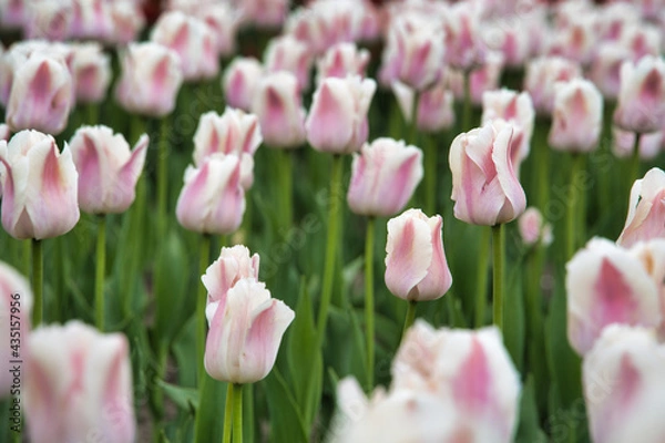 Obraz 鮮やかなチューリップ