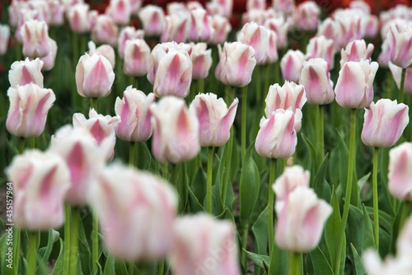 Obraz 鮮やかなチューリップ