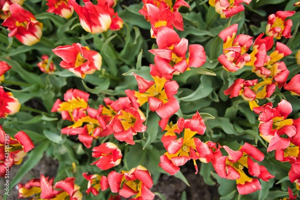 Obraz 鮮やかなチューリップ