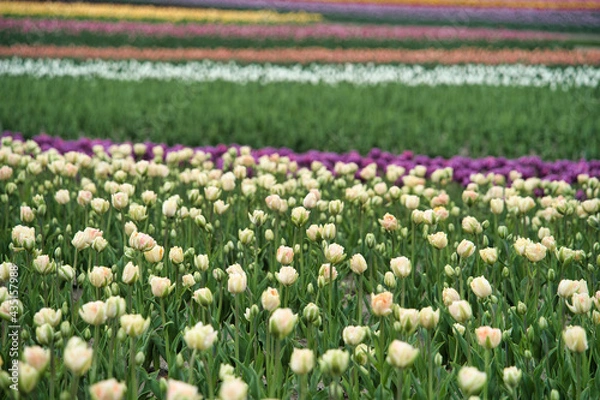 Obraz 鮮やかなチューリップ