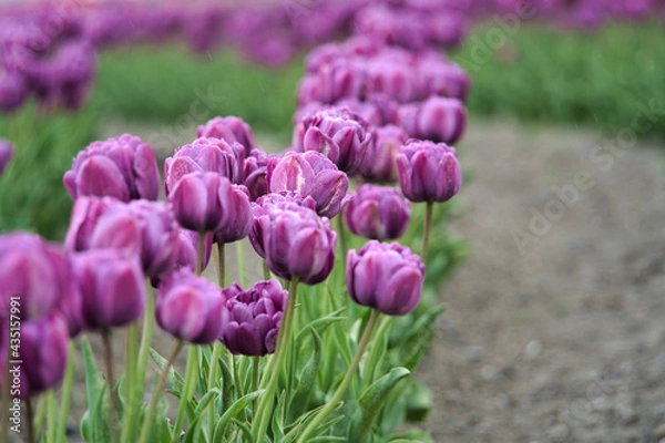 Obraz 鮮やかなチューリップ