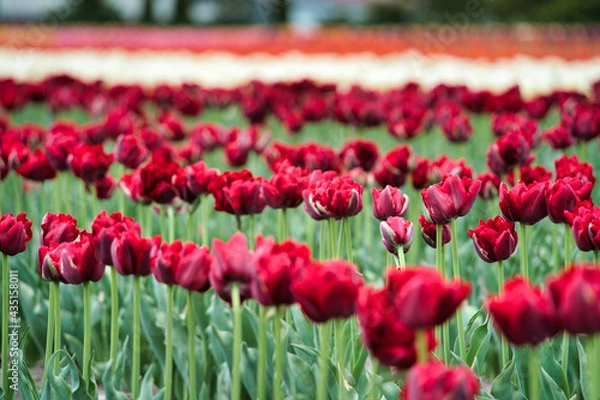 Obraz 鮮やかなチューリップ