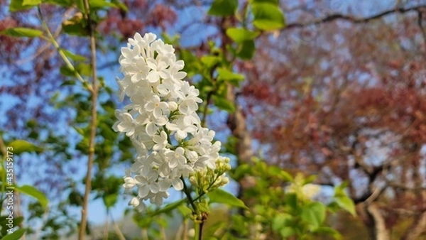 Obraz blooming tree