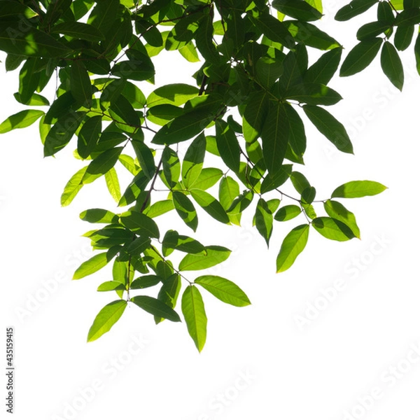 Fototapeta Fresh green tree branch isolated on white background