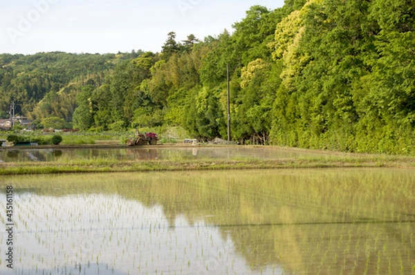 Obraz 山のふもとにある田植えが終わった水田