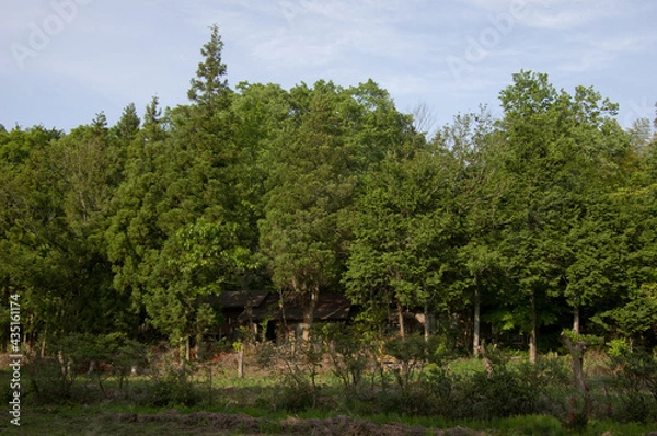 Obraz 森の奥で木々に囲まれた家