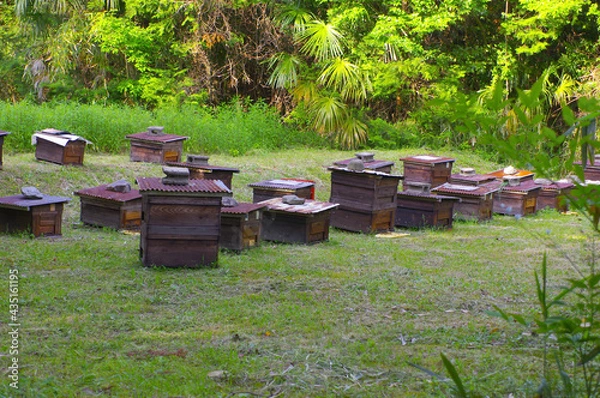 Obraz 森の中にある養蜂
