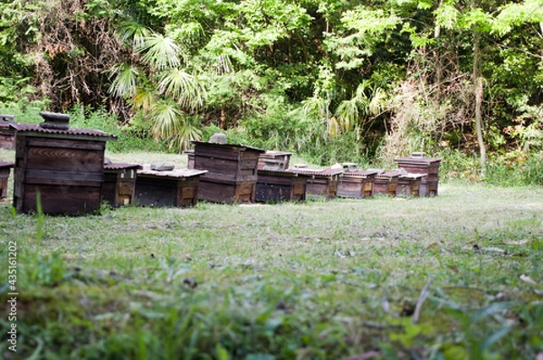 Obraz 森の中にある養蜂