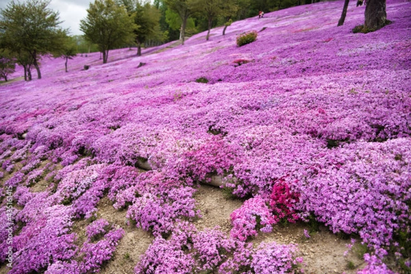 Obraz 鮮やかな芝桜