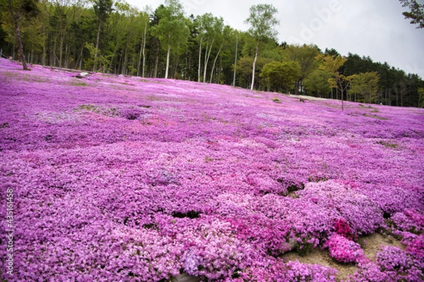 Obraz 鮮やかな芝桜
