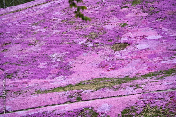 Obraz 鮮やかな芝桜