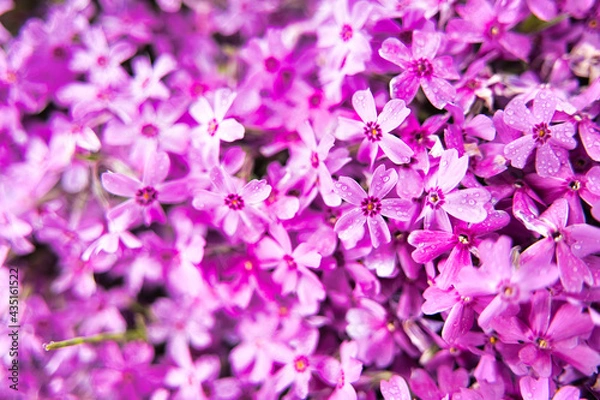 Obraz 鮮やかな芝桜