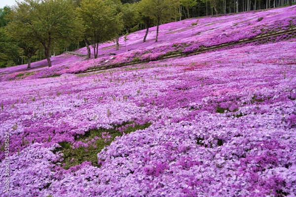Obraz 鮮やかな芝桜