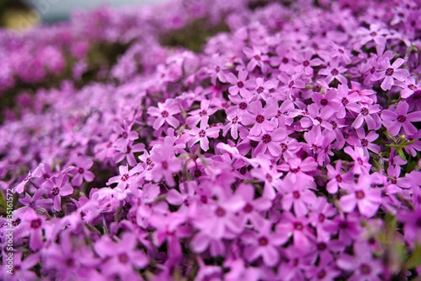 Obraz 鮮やかな芝桜