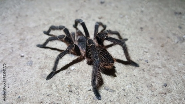 Obraz Araña