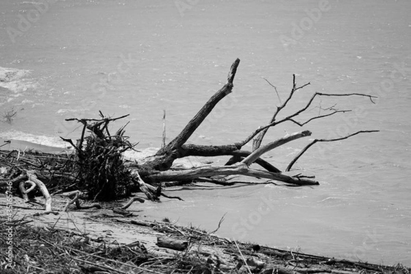 Obraz 大雨の後の流木