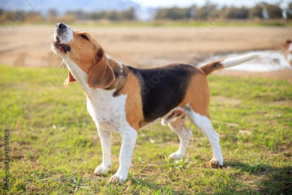 Fototapeta Beagle barking on the nature 