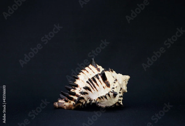 Fototapeta sea shell on black background