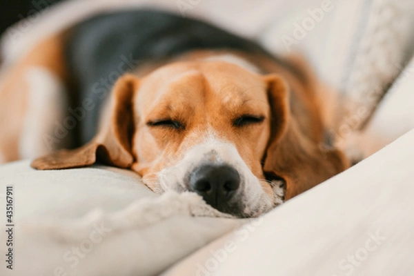 Fototapeta Beagle sleeping on the sofa 