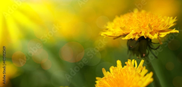 Fototapeta beautiful background with a yellow dandelion in a sunny meadow