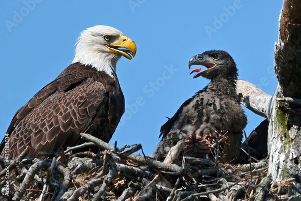 Fototapeta Bald Eagle in Nest with Eaglet