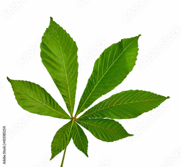Obraz chestnut leaf lies on a white background