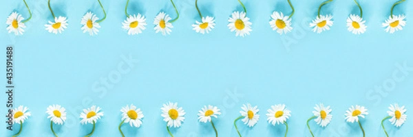 Obraz Banner made from row of white chamomiles daisies flowers on pastel blue color paper background. Copy space Template for text or your design Flat lay Top view