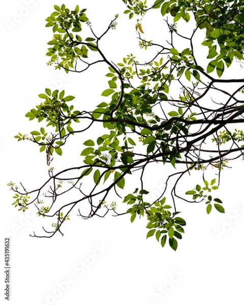 Fototapeta Fresh green tree branch isolated on white background