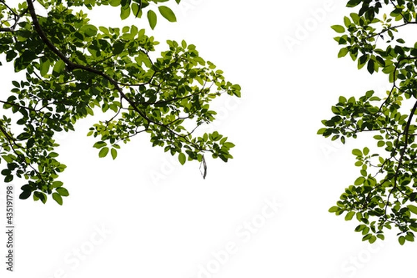 Fototapeta Fresh green tree branch isolated on white background