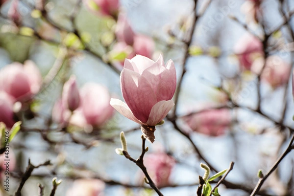 Obraz Magnolia spring flowers