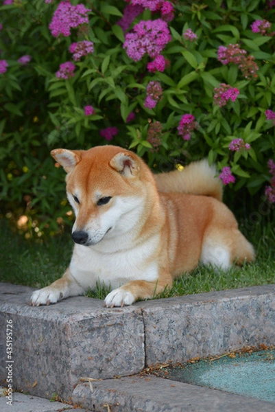 Fototapeta Portrait of a female dog of the Siba Inu breed Beautiful red dog sits in blooming flowers