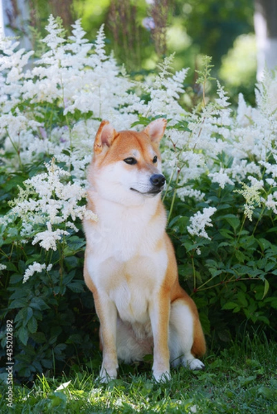Fototapeta Portrait of a female dog of the Siba Inu breed Beautiful red dog sits in blooming white flowers