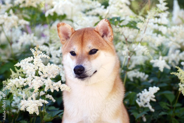 Obraz Portrait of a female dog of the Siba Inu breed Beautiful red dog sits in blooming white flowers