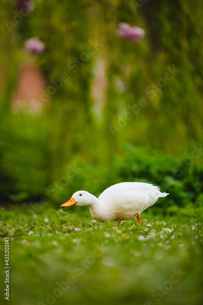 Obraz Duck in the grass. The bird is having lunch