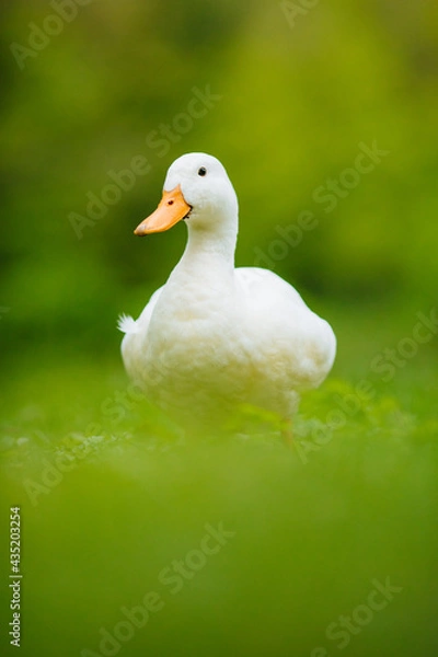 Obraz Duck in the grass