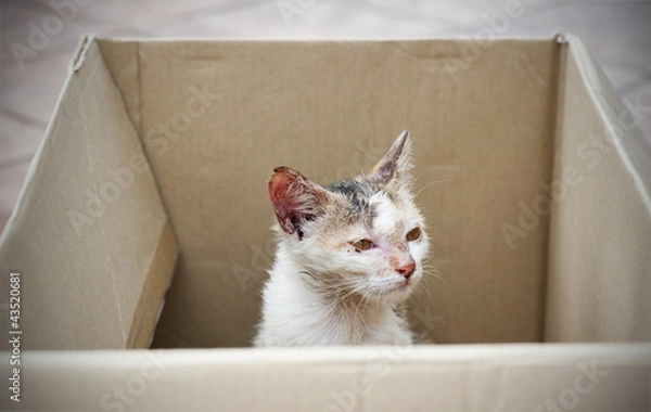 Obraz ratowany bezpański kot